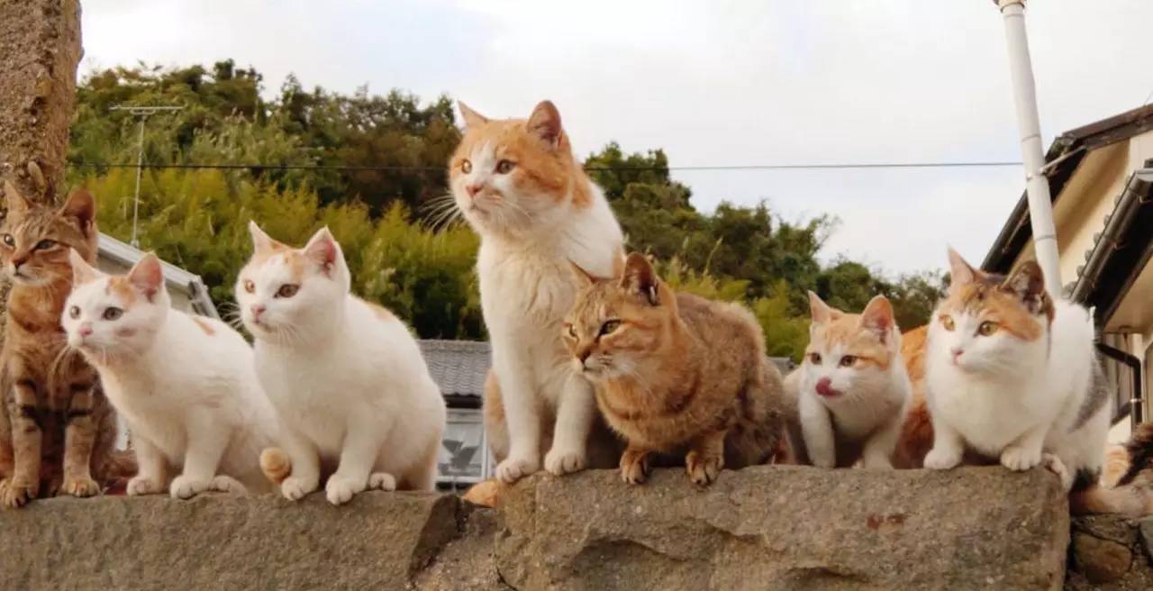 原创日本猫岛数量达5万多只吃光岛上老鼠还自学会下海捕鱼