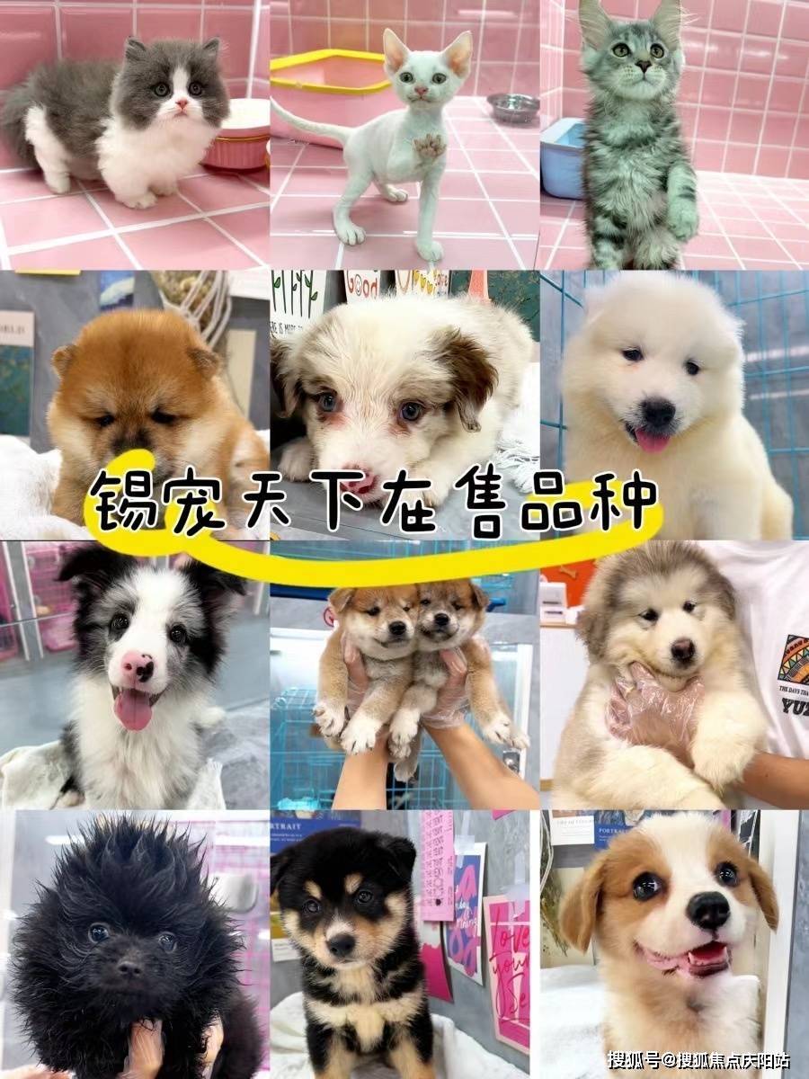 无锡买金毛狗狗首页网站无锡哪里有金毛狗狗卖丨无锡哪里有金毛狗狗卖