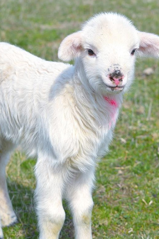 小羊还好说,普通成羊在体高上与藏獒差不多,小牛就不太现实,刚出生就