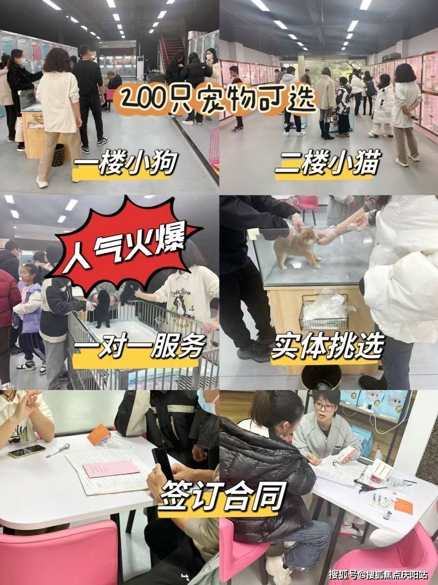 无锡买金渐层幼猫首页网站无锡金渐层幼猫什么价格丨无锡金渐层猫什么