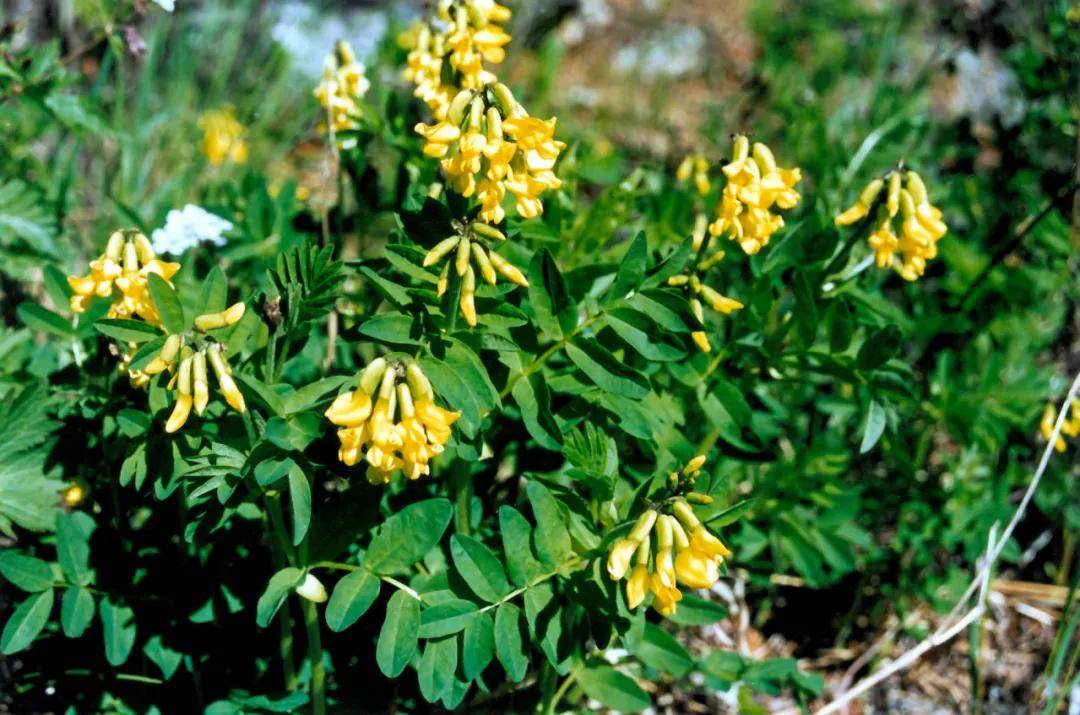 独家中药成分添加热来它博会看宠物食品市场新潮流