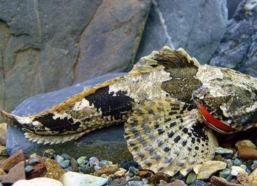 一斤等于一个月工资,如果意外抓到,劝你快放生_曹操_鲈鱼_美味