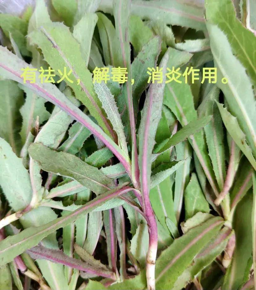 13种黄金野菜