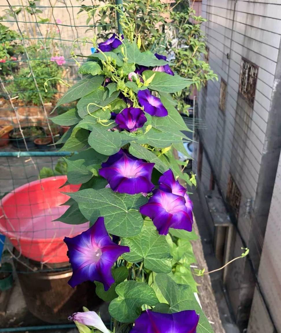 2,准备藤架攀爬牵牛花藤蔓很长,但是本身并不能支撑,可以给它用竹竿或