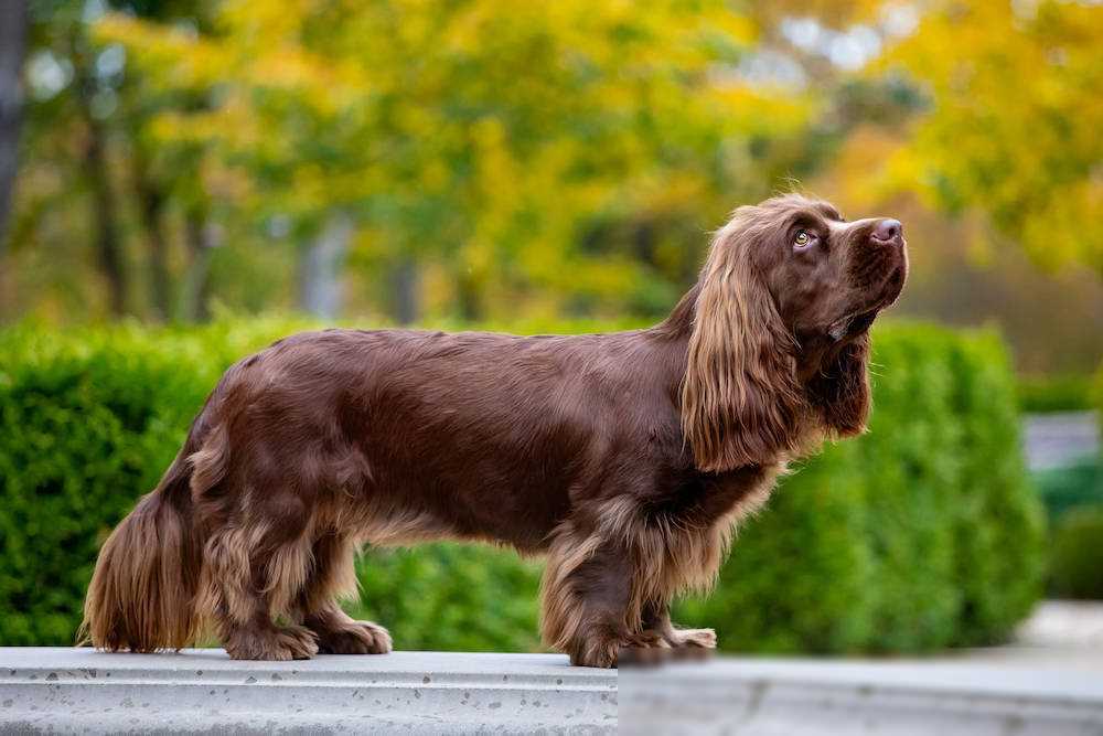 原创207个品种纯种犬介绍十三苏赛克斯猎犬和威尔士史宾格犬