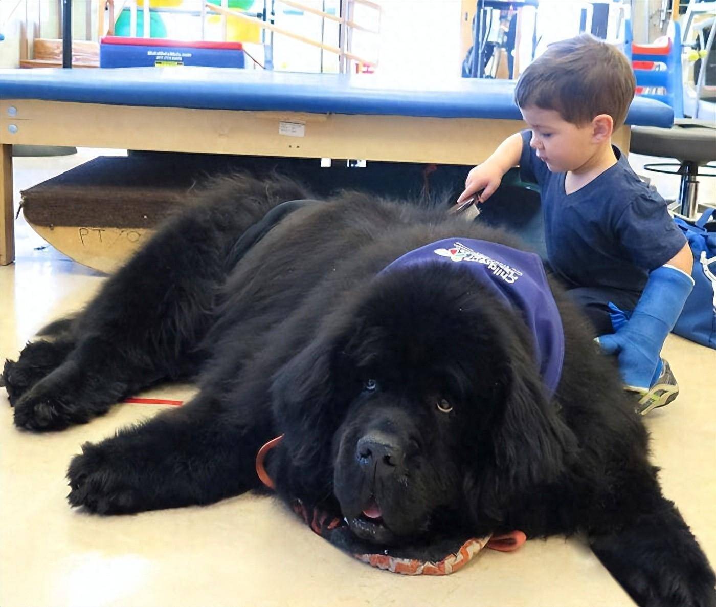 阿拉拜犬,它们的魁梧身材绝对让人震撼.3.