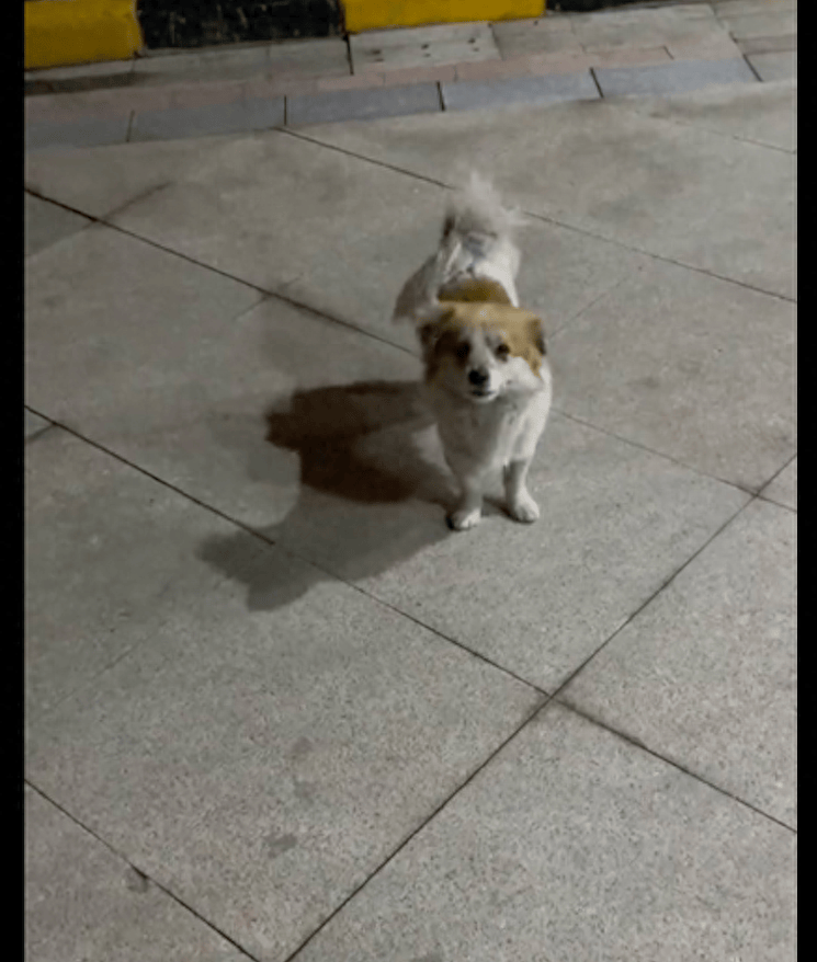 在小区生活的流浪狗,投喂很久仍有戒备心,以前是被伤害怕了吧?_狗狗_