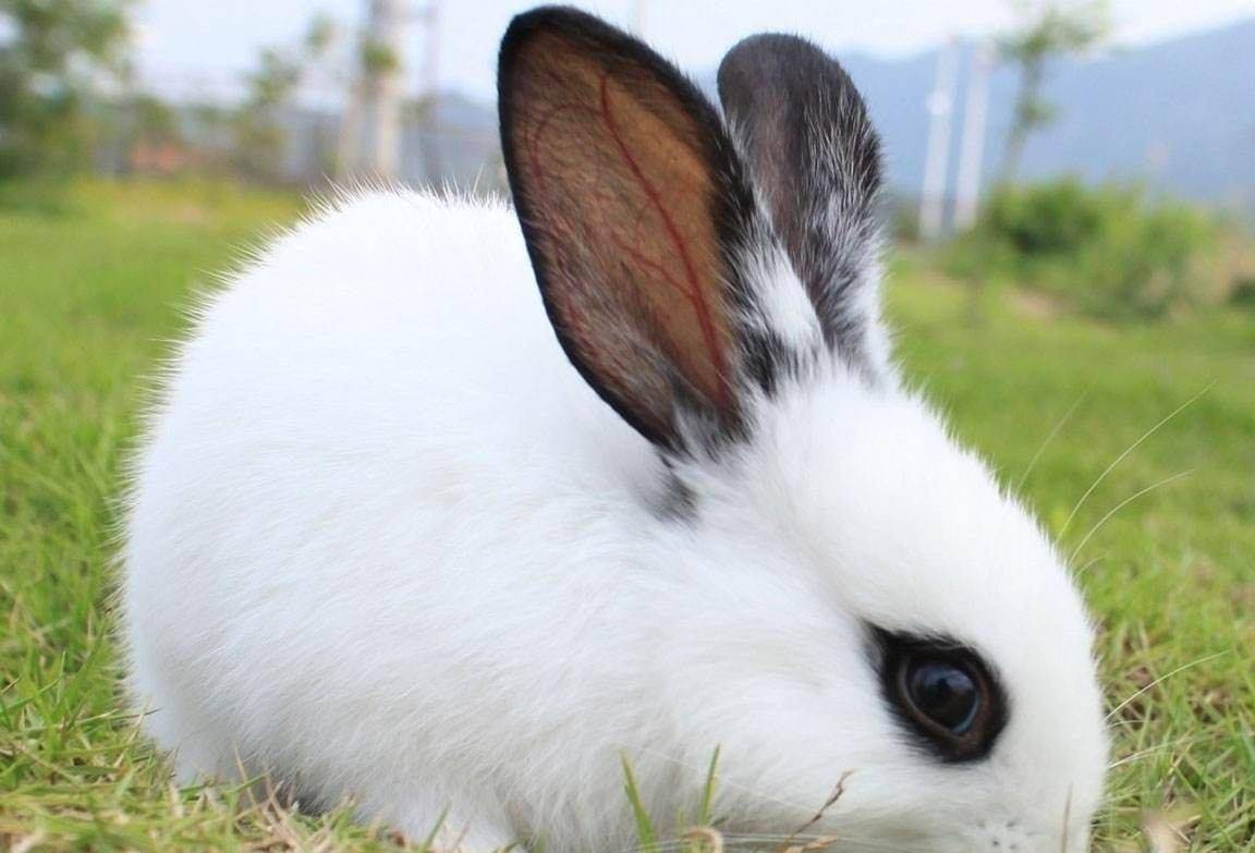 被汉质帝称之为跋扈将军他的疯狂难以想象