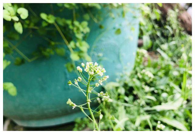 网红能力逐渐退烧面对职场挑战hr需警惕