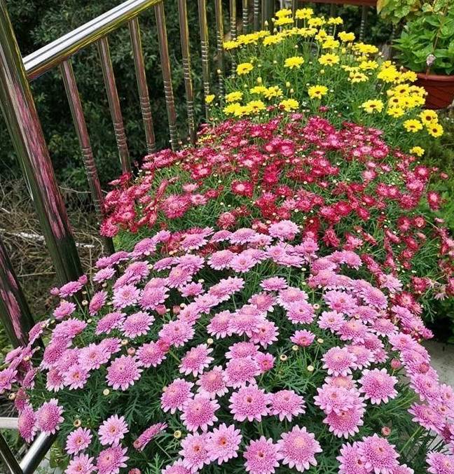 原创玛格丽特能不能开成花球就看这波操作不用一月窜满花苞