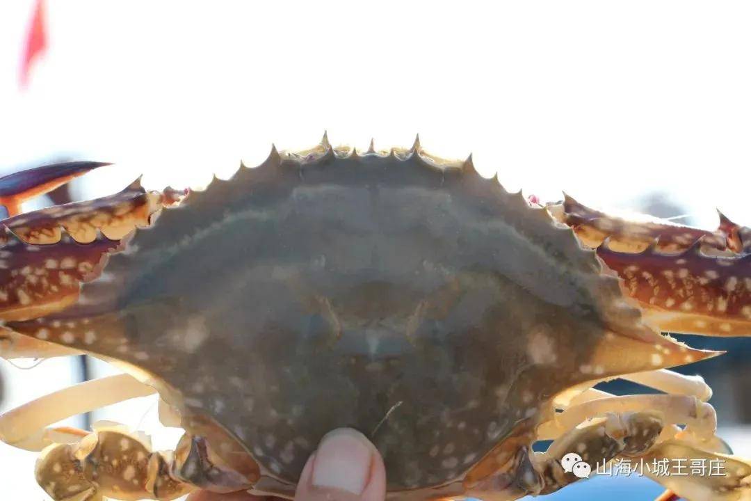 大集_海货_青岛