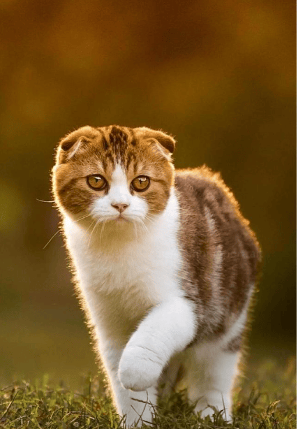 真题刷题执业兽医考试题库3