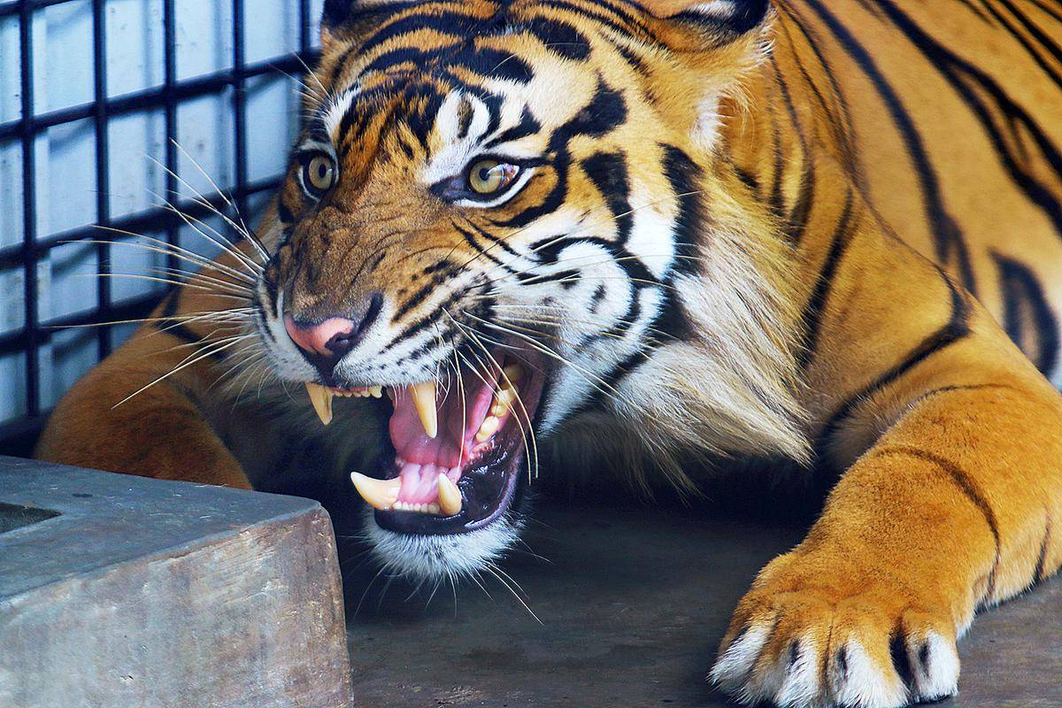 原创印尼科研人员发现爪哇虎生命迹象灭绝36年重现人间什么情况