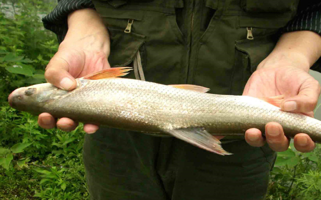 原创网评国内吃起来口感最佳的4种鱼全吃过的家里肯定是有矿