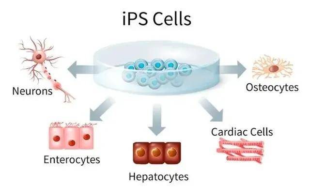 ipsc细胞技术必将引领新一轮医疗革命