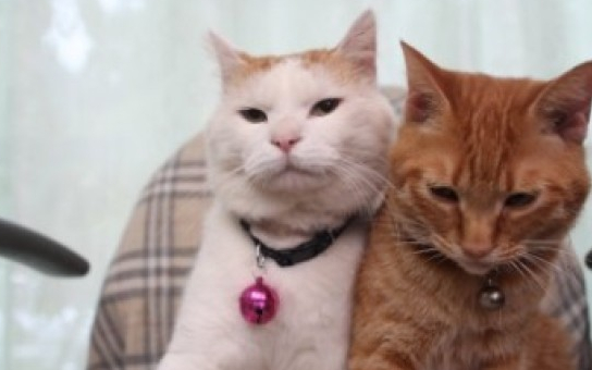 几招教你,轻松培养猫咪的感情,我的世界有猫操才完整_老鼠_时候_小院
