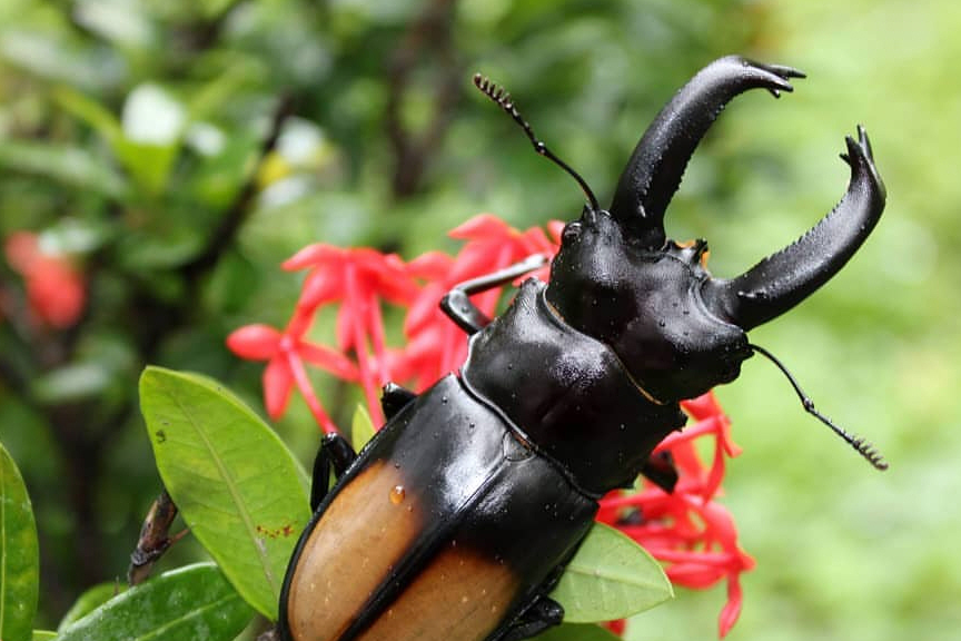 原创特征鲜明色彩华丽的国产大型锹甲详解我国五大叉角锹