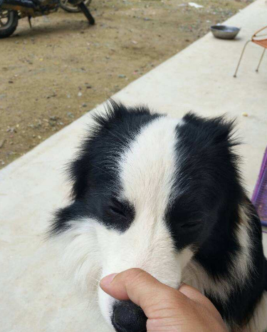 原创边境牧羊犬智商第一的狗也是问题多多的犬种只适合老司机