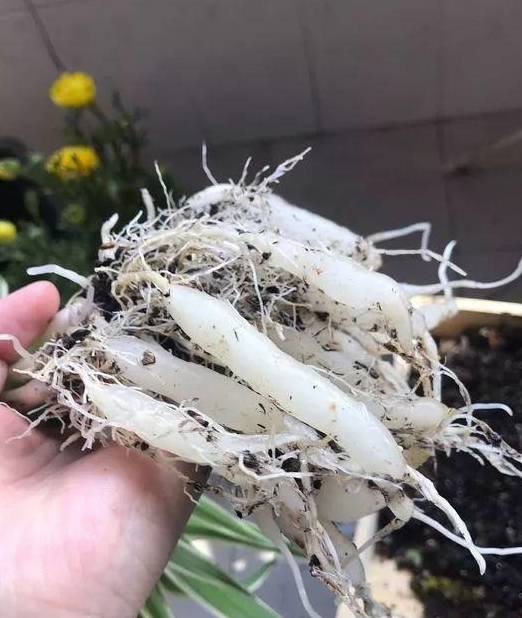 图片来源|青春风time换土过程:1,脱盆修根吊兰脱盆之后,下面的毛细根