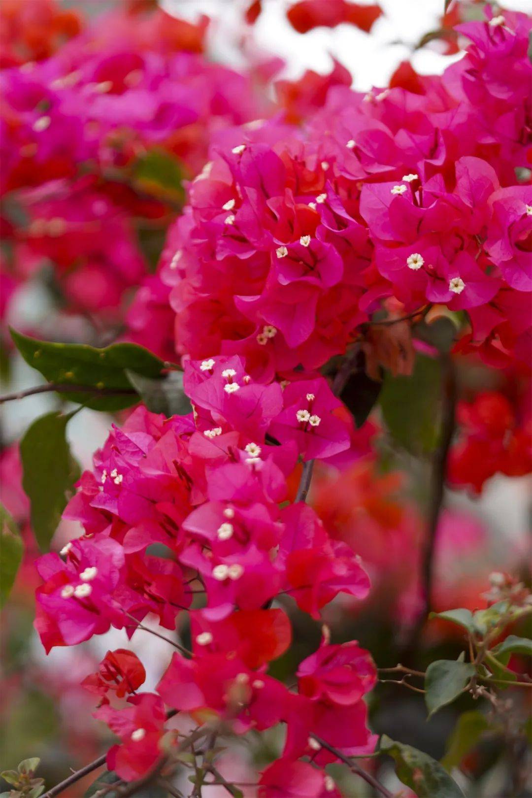 靓爆镜茶山三角梅红毯来了超出片