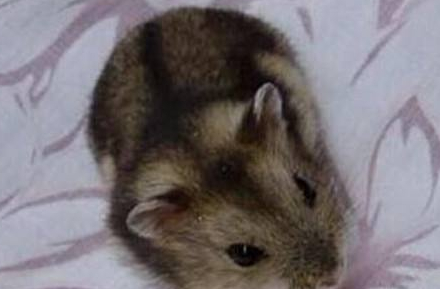 不过用浴沙洗澡的方法仅适合像布丁,奶茶之类的侏儒仓鼠,像金丝熊之类