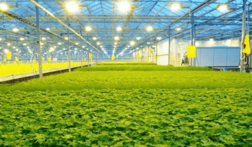 吉如意app提供多元化农业服务打造行业领先水平