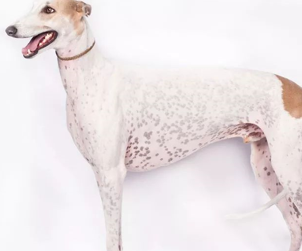 灵缇犬greyhounds帕森罗素梗parsonrussellterriers维兹拉犬vizslas