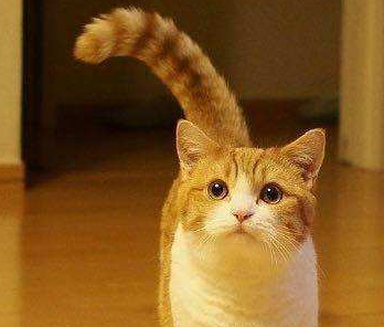 世界上最会交际的猫,猫界短腿曼康基矮脚猫,却天生缺陷不被认可_运动_