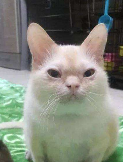 原创可爱小猫咪长大后变丑八怪网友是不是我铲屎的方式不对