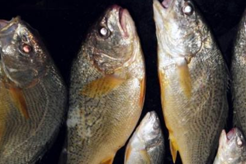 商贩常用"这种鱼"充当黄花鱼,味道鲜美又白嫩,性价比极高_黄姑鱼_价格