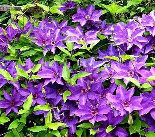 原创铁线莲的花样多春天何不来一棵顺带送你养护大全