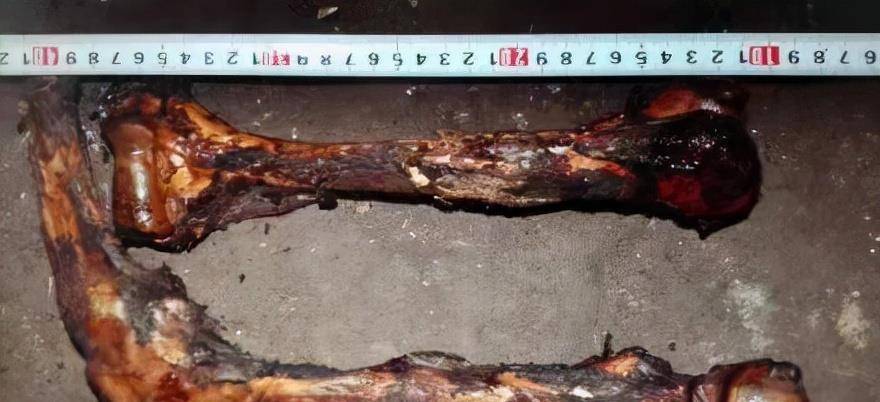 纪实2014年大熊猫咬死家中羊兄弟俩开枪怒杀熊猫结局如何