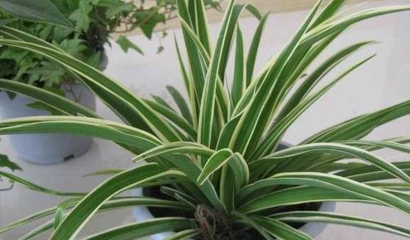 原创春天给吊兰修理一下一盆变两盆新根窜出来叶片油亮