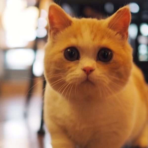 世界上最会交际的猫,猫界短腿曼康基矮脚猫,却天生缺陷不被认可_运动_