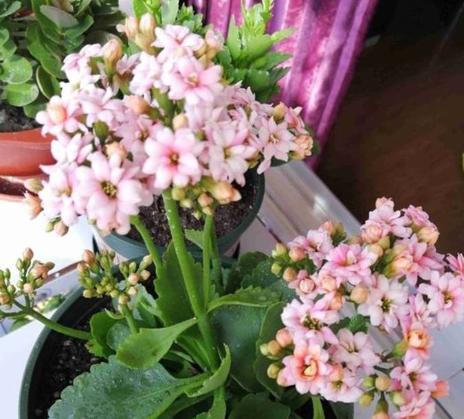 原创长寿花最爱这2种料多放一点根粗叶肥小半年天天有花看