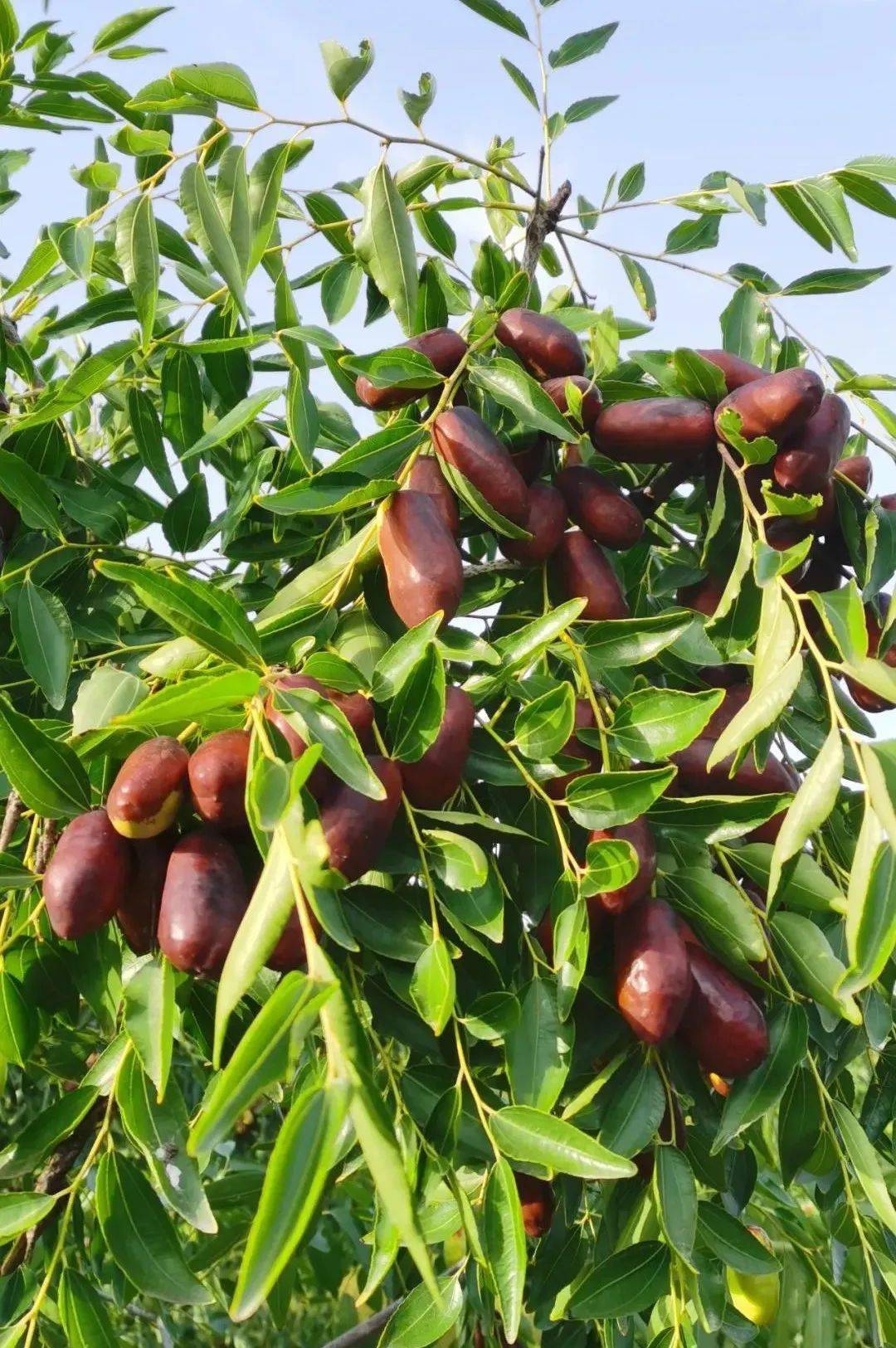 宁夏十大特产美食必吃榜单你吃过几种