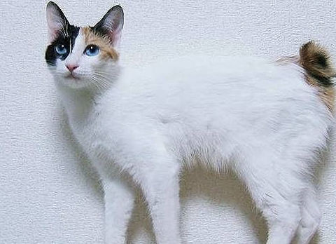 很特殊的几种猫猫颜值不是最高价格却很贵