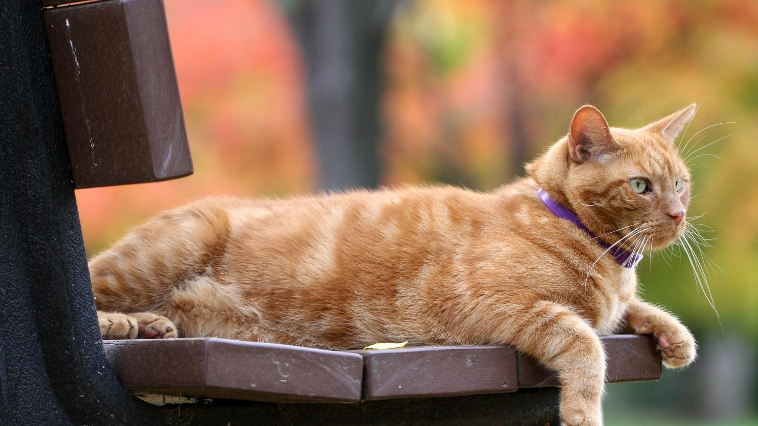 可爱即正义用美貌征服罪犯的现实版橘猫警长