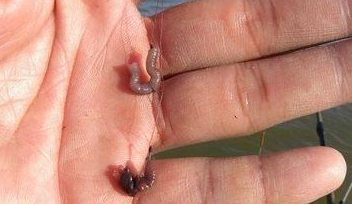 原创不得不服原来蚯蚓还有这些用法怪不得之前总是钓不到大鱼