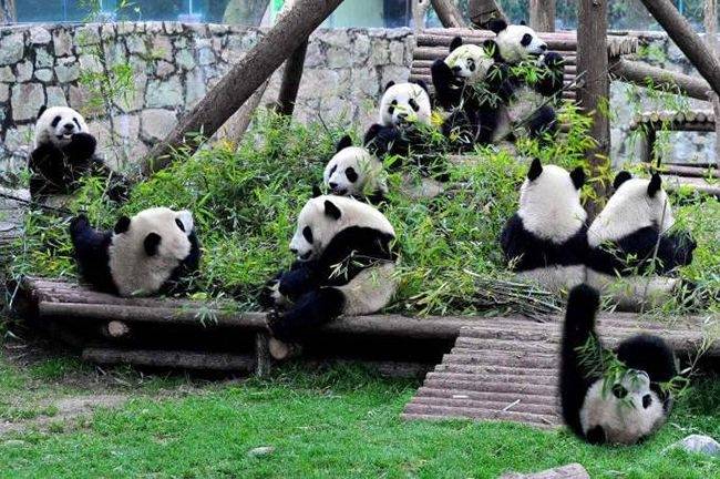 4晚自由行全攻略,第一次去四川旅游5日穷游路线推荐_景点_九寨沟_成都