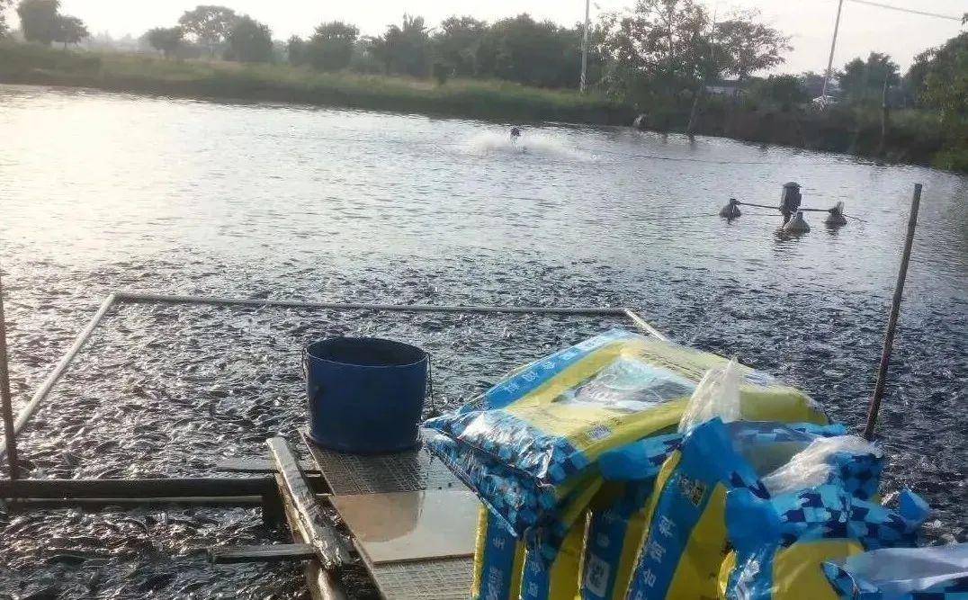 寄生虫危害不容忽视5个必备措施让你的水产安全无忧