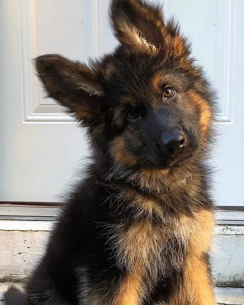 原创德牧幼犬怎么样做到这8点保证你的德牧具有无法超越的霸气