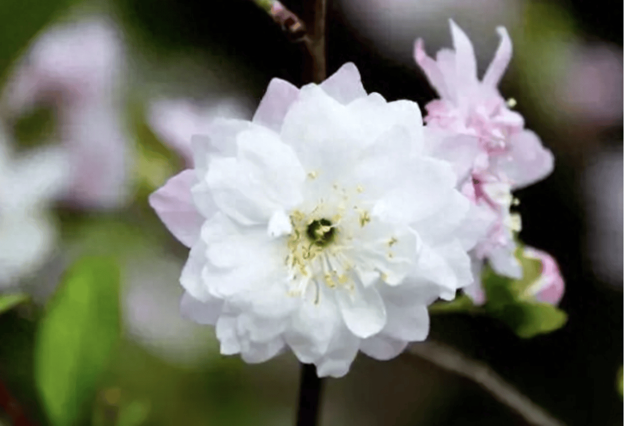 每到春天,棠棣花枝叶翠绿细柔,阳光下如妩媚的仙女,金光灿灿,别具风姿