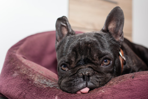 法斗犬"舔人"的7大原因,不只因喜欢才舔你的!_主人_时候_狗狗