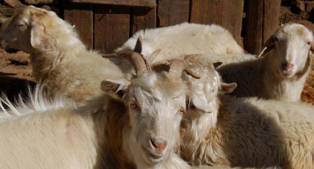 原创一钵法师当屠夫时杀万千生灵因一只羊顿悟苦行6年4万公里