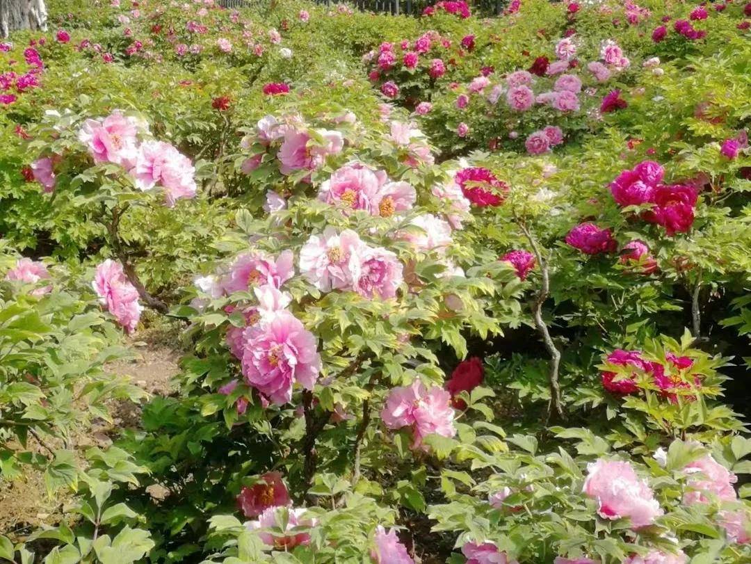 牡丹花会专题菏泽这所公园牡丹花开最早你知道吗