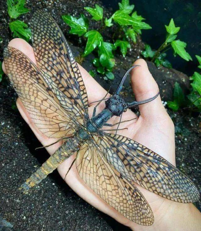 原创原创16个体型巨大犹如ps的真实事物最后那种大火锅你见过吗