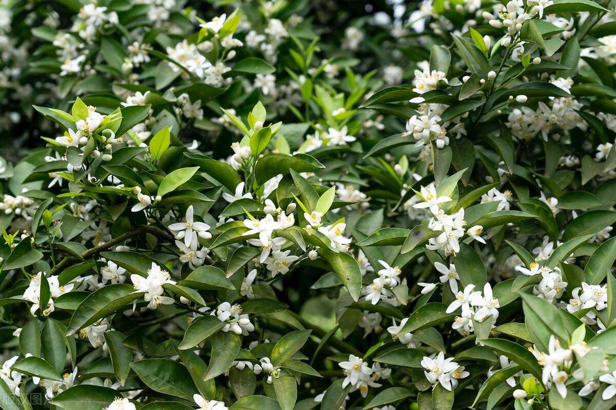 澳洲坚果保花保果图片