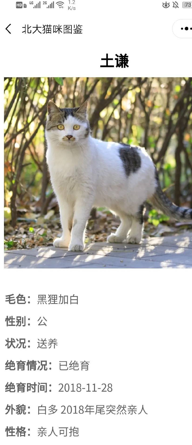 原创给流浪猫建档案不愧是北大只是这些猫的画风有点不对劲