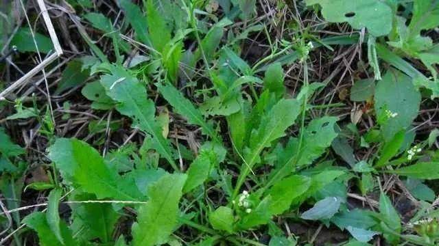 原创1月只花5镑为节约开支英国家庭进森林觅食